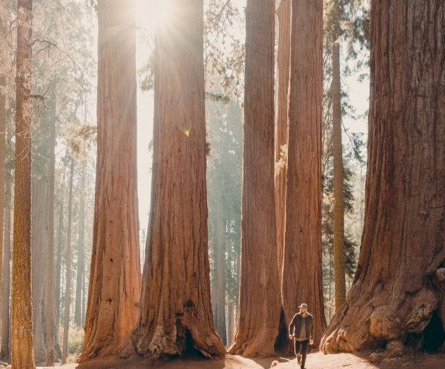 A person stands among towering redwood trees with sunlight filtering through the branches, casting long shadows on the forest floor.