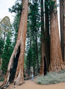 A person stands among towering giant sequoia trees in a forest, highlighting the sheer size and majesty of these ancient trees.