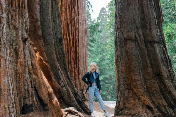 A person stands between massive tree trunks in a forest, looking up at the trees while surrounded by lush greenery and natural scenery, wearing casual clothes.