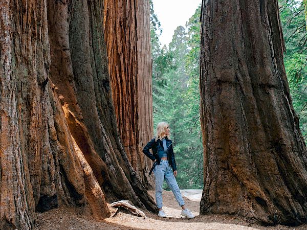 A person stands between massive tree trunks in a forest, looking up at the trees while surrounded by lush greenery and natural scenery, wearing casual clothes.